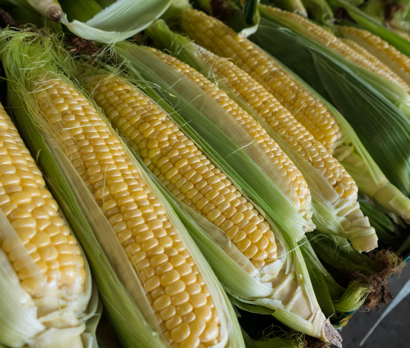 Tongkol jagung segar hasil panen